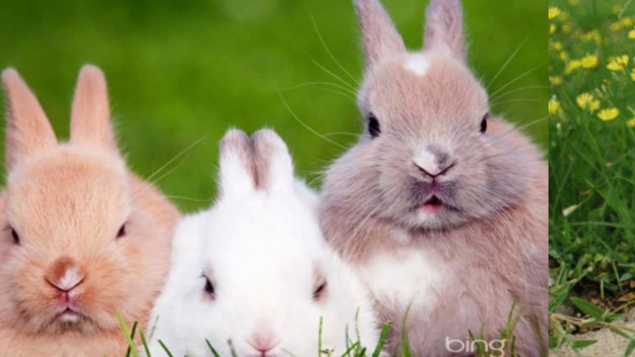 Top hơn 105 hình ảnh con thỏ mới nhất - thtantai2.edu.vn