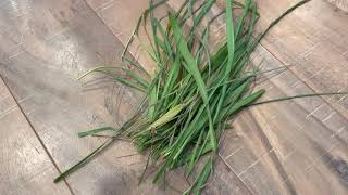 Eating Few Folded Strands Of Lemongrass