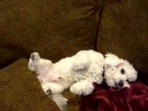 My lazy dog. - YouTube