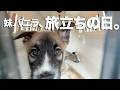 旅立ちの日。野犬の子犬4兄妹、妹バニラが家族のもとへ