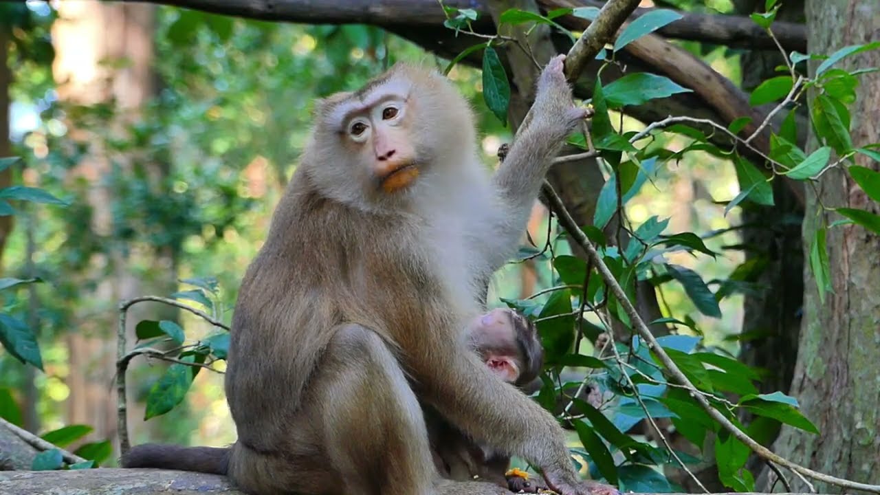 Rose monkey daily on tree for her safe from somebody bored Them. 06