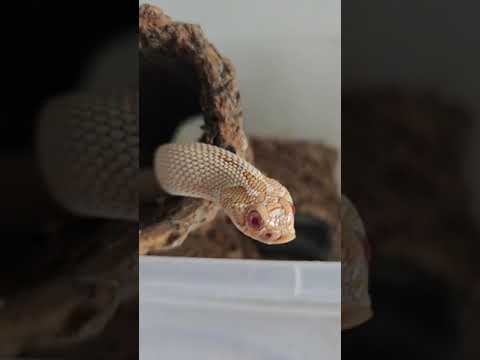 Video: I serpenti a nastro possono essere animali domestici?