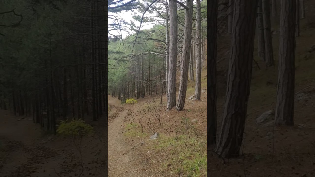 Очень люблю лес 💚 А вы? Есть ли среди нас ещё любители леса? 🌲