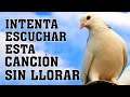 LAS MEJORES CANCIONES CRISTIANAS - HERMOSAS ALABANZAS CRISTIANAS DE ADORACION 2021