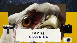 Focus Stacking Photography