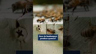 Making Queen Bees with The Beekeepers of Indiana | Across Indiana
