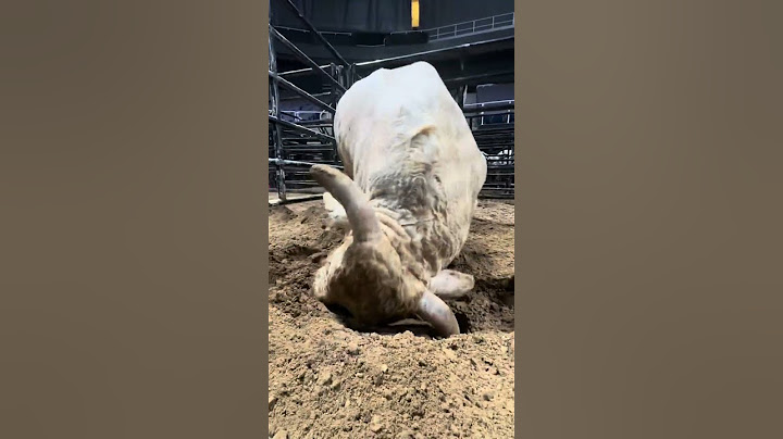 Cool Whip doesn’t even know he’s making PBR history ‍️#pbr #buckingbull