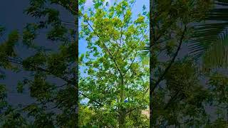 plz subscribe 🙏#nature #naturelovers #shortvideos #youtubeshorts #environment #video