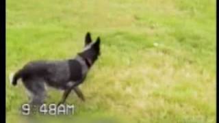 Smart Blue Heeler