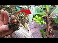 Techniques for planting banana weevils so that they fast grow    howtopropagationbanana cutting