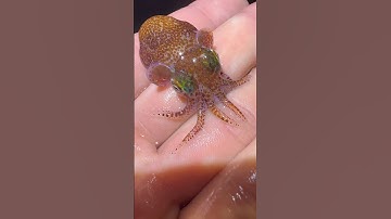 Got bored so went to the tide pools. #fishing#animals#viral#foryou#shorts#fish#wildlife#aquarium