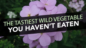 The Tastiest Wild Vegetable You Haven
