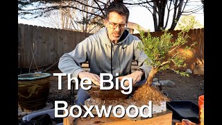 The Big Boxwood:  Dave's Bonsai E203