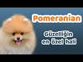 Pomeranian Karakteri, Yüz Yapısı, Yaşam Koşulları, Çocuklarla İletişimi, Bakımı