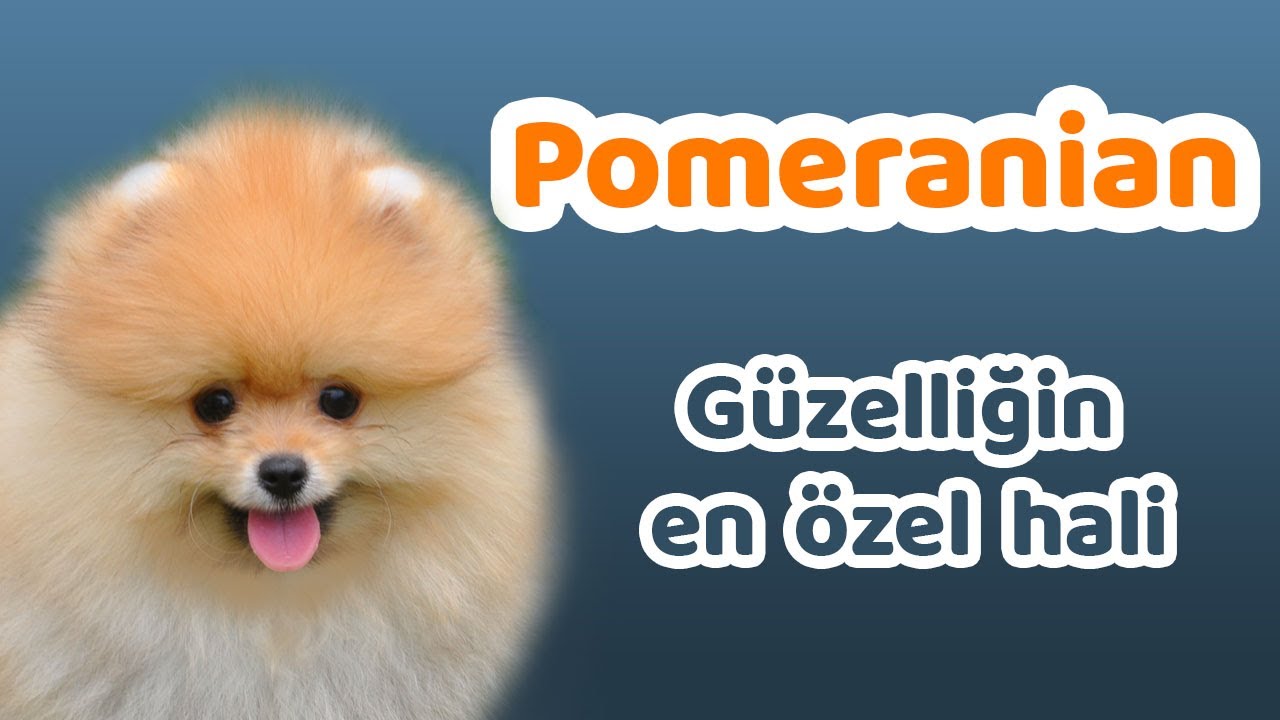Tras Oncesi Ve Sonrasi Pomeranian Boo Guzelligi Youtube