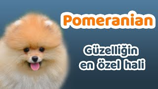 Pomeranian Karakteri Yüz Yapısı Yaşam Koşulları Çocuklarla İletişimi Bakımı