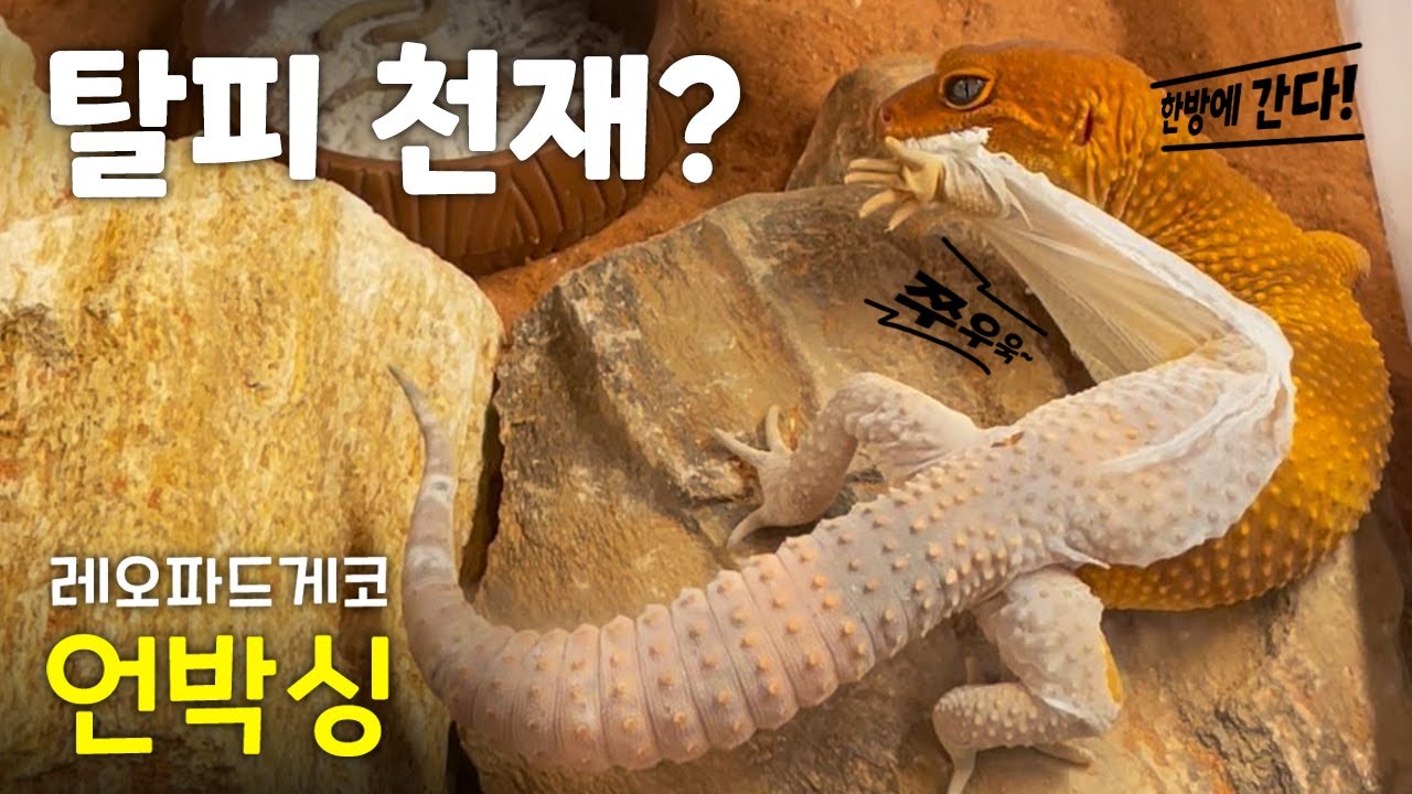 도마뱀 탈피? 혼자서도 잘해요 (껍질은 한방에 벗는거야)