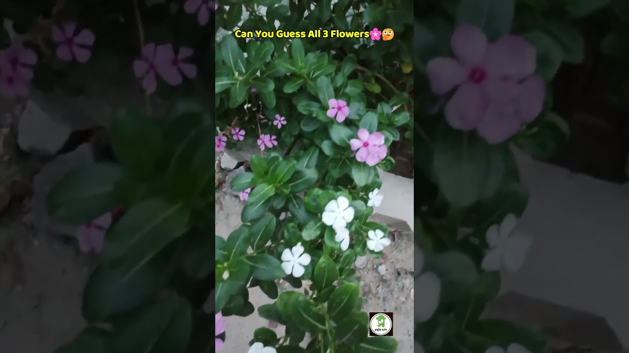 3 Beautiful Flowers That Will Make You Stop Scrolling! 🌸🌺🌼 #shorts #flowers