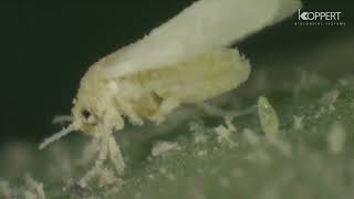 4 Effective Chemical Insecticides to Combat Whiteflies