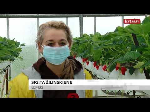 Video: Braškių šiltnamyje gamyba: ar galite auginti braškes šiltnamyje