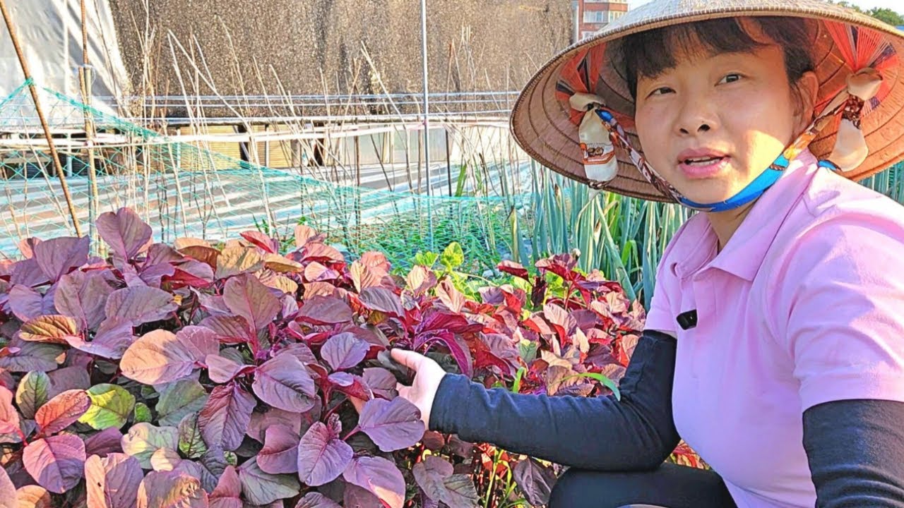 Thu Hoạch Các Loại Rau Việt Nam Đậu Que, Rau Đay, Rau Rền Trong Vườn Cô ...