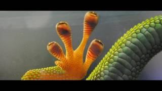 From Hairy Feet To High Tech