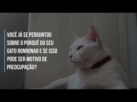 Entenda o motivo de gatos ronronarem
