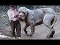 20 plus gros chiens du monde