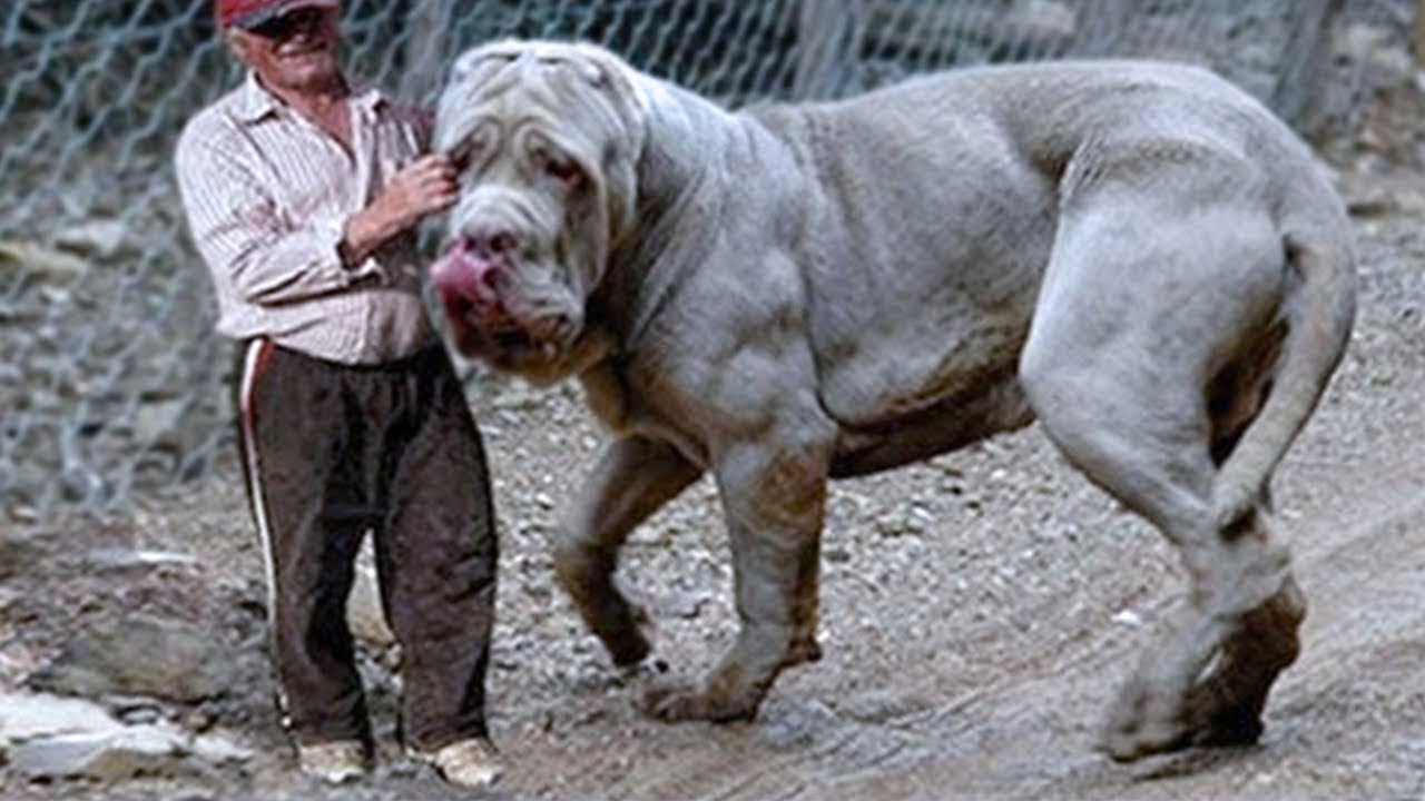 20 maiores cães do mundo / 20 Largest Dogs in the World