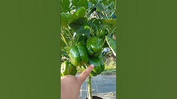 Update pertumbuhan paprika hijau di 58 hst #gardening #paprika #berkebun #petanimuda #belajartani
