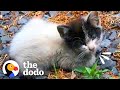 Tiny Abandoned Kitten Asks Woman For Help | The Dodo