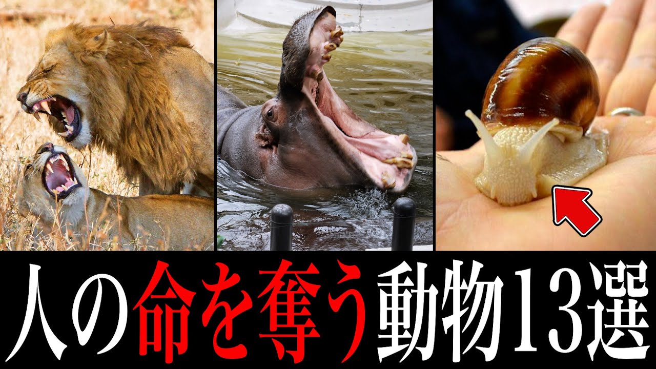 衝撃 人間の命を奪う危険な生き物ランキングがツッコミどころ満載だったwwwwww 6 なろ屋 ツッコミ 都市伝説 Youtube