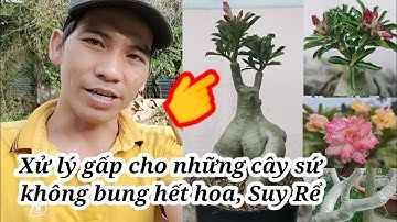 •Khắc phục nhanh gọn cây sứ ghép bị suy rể,cho ra hoa kịp tết 2022.|Truyền bonsai