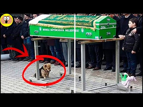 Video: Voor de afgelopen 6 jaar heeft deze hond zijn overleden graf bewaakt