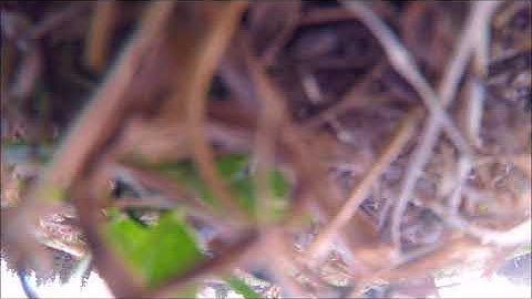 First Turtle Mode Save with KISS FC