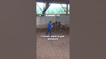 Intro To Long Lining! Part 8! | The Horse Guru-Michael Gascon