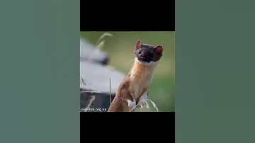Длиннохвостая ласка