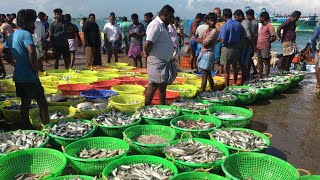 மீன் ஏலம் விடும் நேரடி காட்சி |  பாம்பன் மீன் சந்தை | Fresh Fish Auction in Pamban