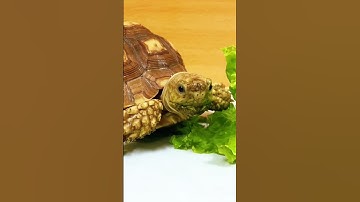 Rùa sulcata bao nhiêu tiền #ruacanh #sulcata #ruasulcata