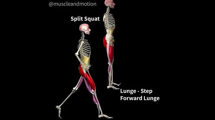 LUNGES Vs. SPLIT SQUATS 🔥