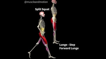 LUNGES Vs. SPLIT SQUATS 🔥