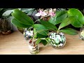 Орхидеи в ПЕНОПЛАСТЕ - ПОЛИСТИРОЛ (пищевых лотках)ПЕРЕСАДКА открытая система