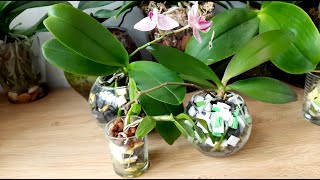 Орхидеи в ПЕНОПЛАСТЕ - ПОЛИСТИРОЛ (пищевых лотках)ПЕРЕСАДКА открытая система