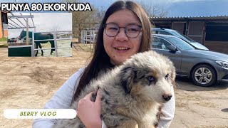 Ini BREEDER SULTAN anjing Australian Shepherd di Jerman