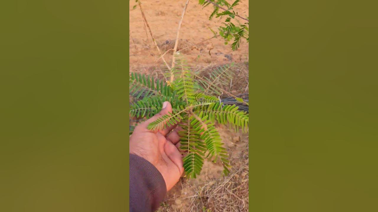 Dhaincha perennial plant Organic Farming Green Manuring by Dhaincha