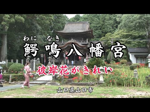 【 鰐鳴八幡宮( わになき ) 】「山口観光」鰐鳴八幡宮、通称 小鯖八幡宮。山口県山口市に鎮座する神社です。春は桜のトンネル、秋は彼岸花がきれいな神社です。山口県山口市小鯖