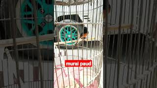murai batu paud❗