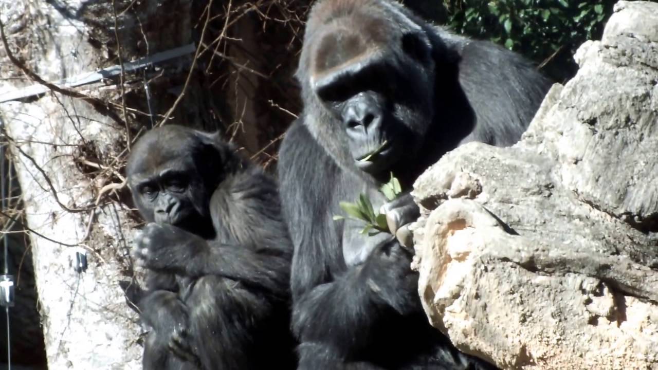 kawaii emoticons #24 Cute Baby Gorilla and mom.Ueno Zoological Gardensかわいいゴリラの赤ちゃんと母ゴリラ。上野動物園。