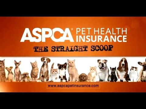 Vídeo: Pet Scoop: Barknado da ASPCA aceita “Sharknado”, ovos de ninhada de polvo por 4 anos