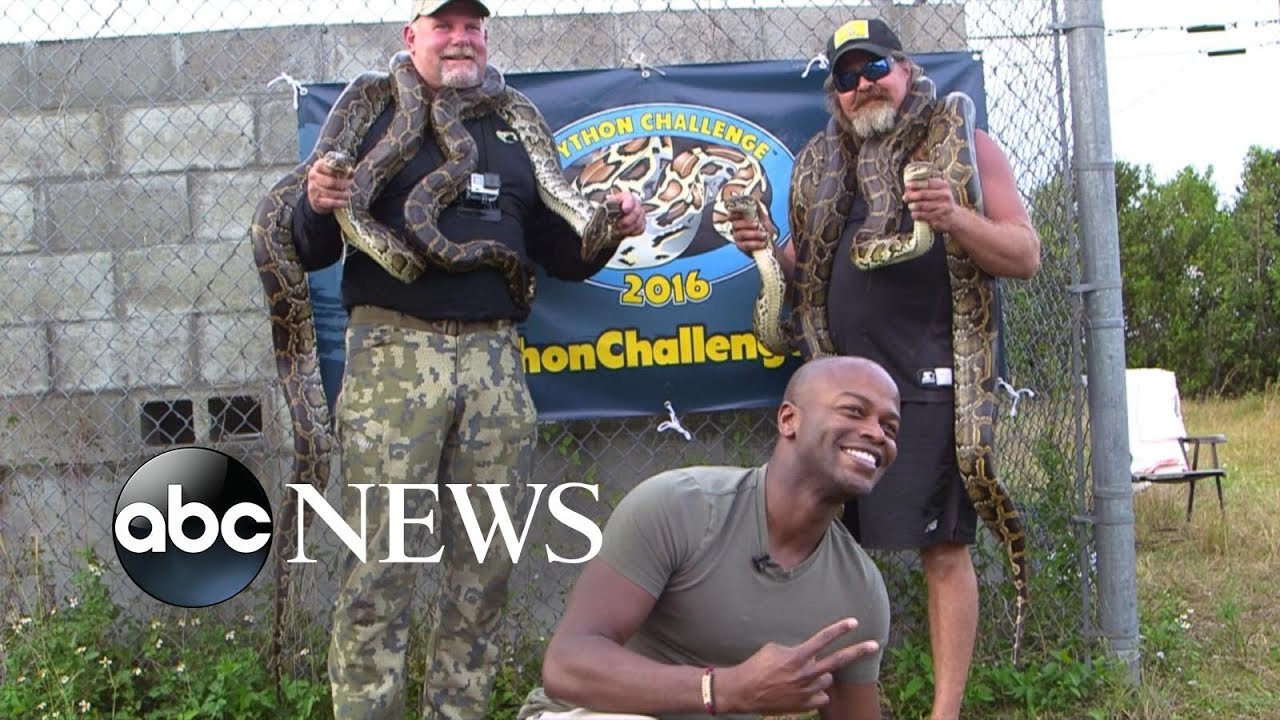 On the Hunt for Wild Burmese Pythons in Florida - YouTube